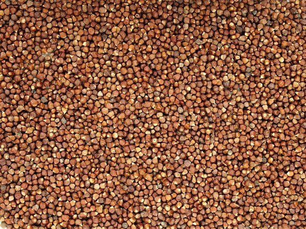 Peperoncino d'India - semi di pomodoro - 100 g